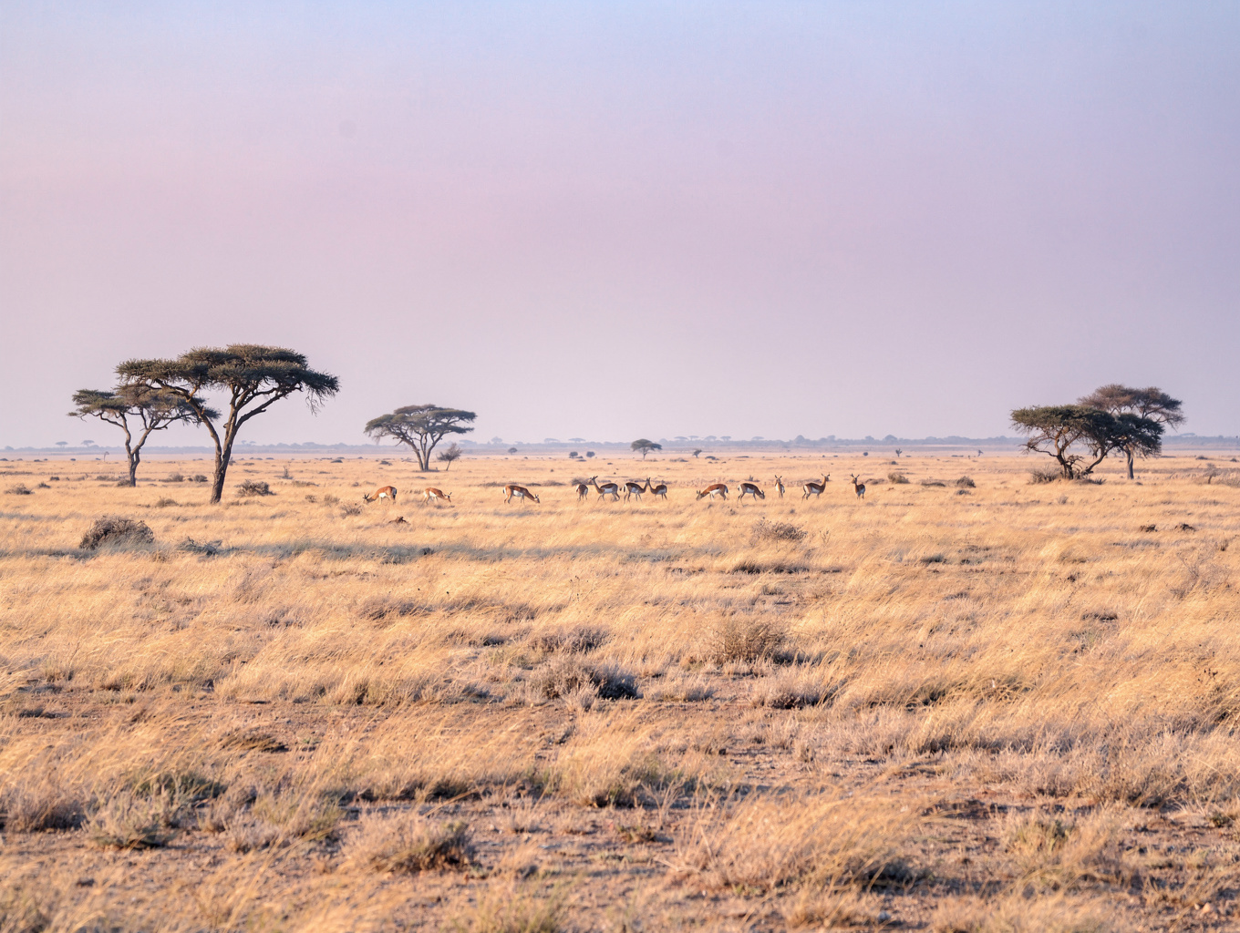 Vast African savanna landscape